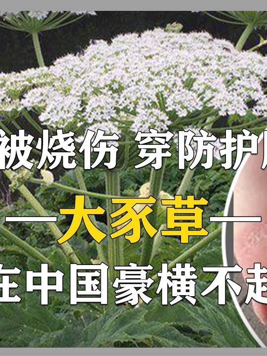 看似平平无奇的草,却祸害欧洲十几个国家,为何在中国豪横不起来?