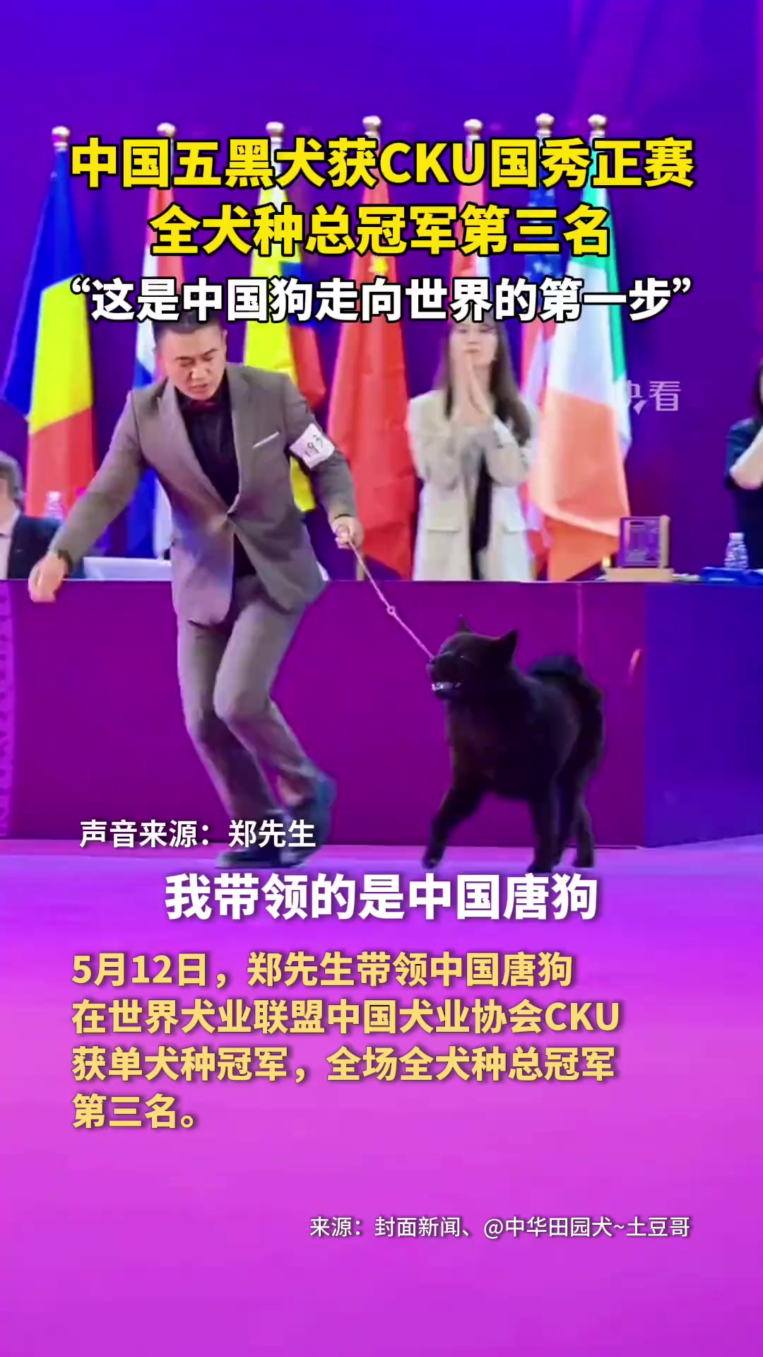 中国五黑犬获CKU国秀正赛全犬种总冠军第三名,“这是中国狗走向世界的第一步,希望有更多的人加入保育中国唐狗.”