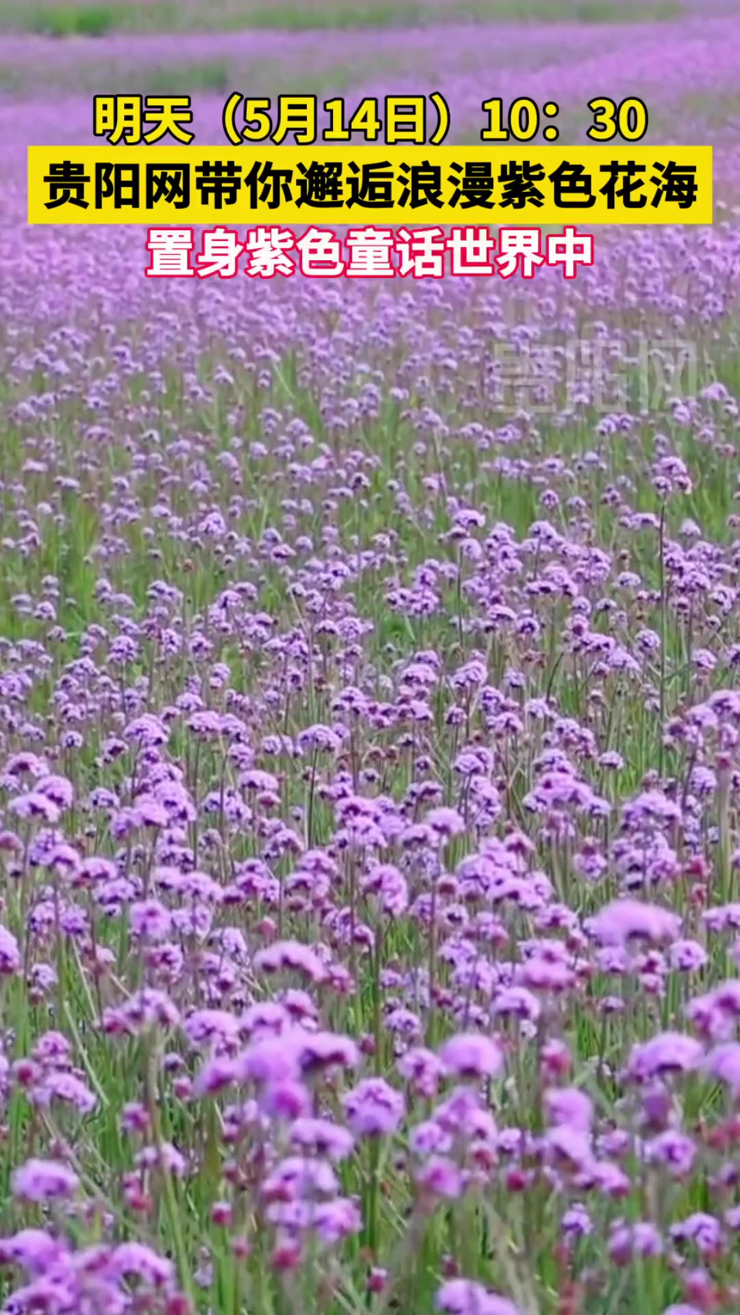 5月14日10:30 跟着贵阳网去花溪高坡邂逅浪漫紫色花海!