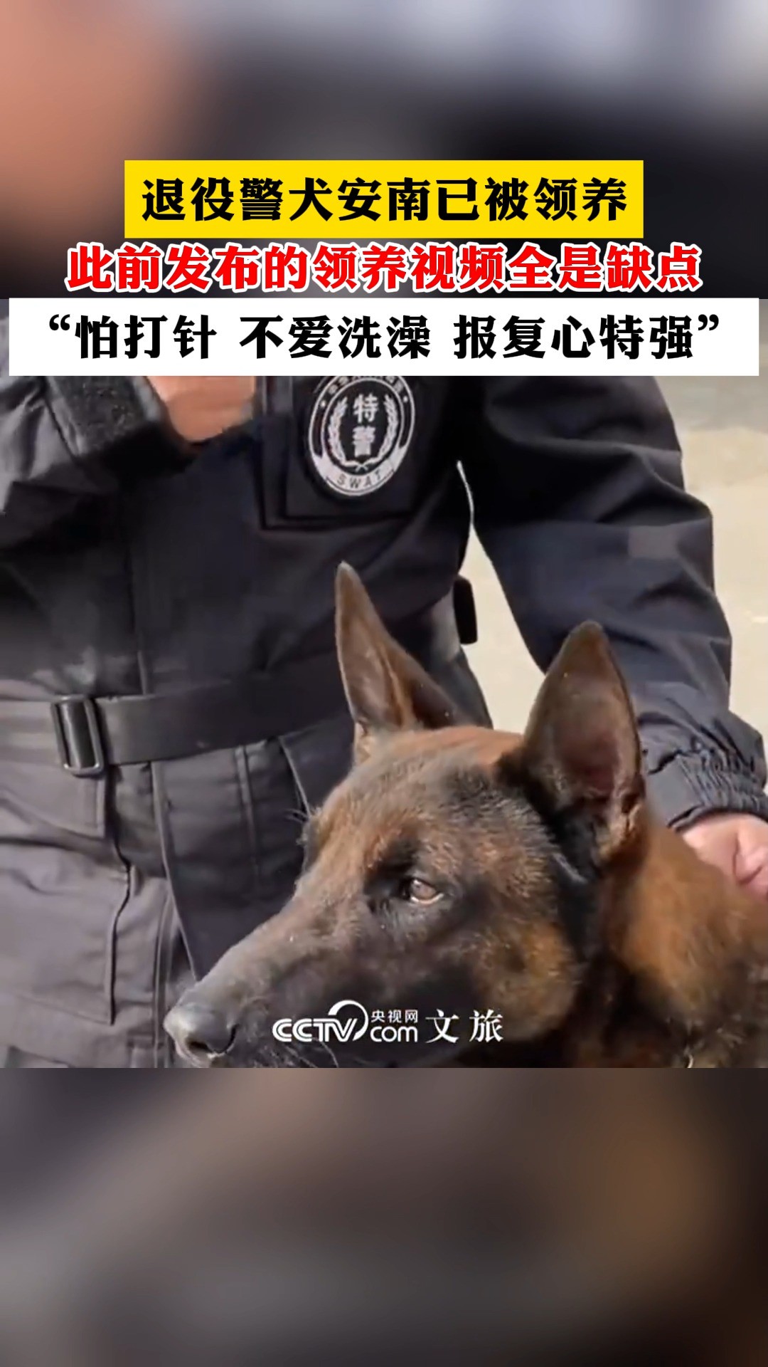 退役警犬安南已被领养此前发布的领养视频全是缺点