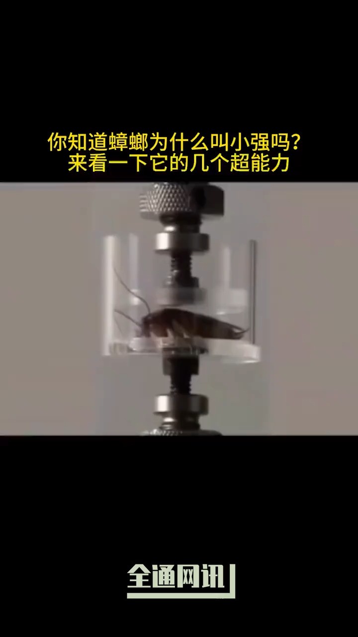 远古生物小强