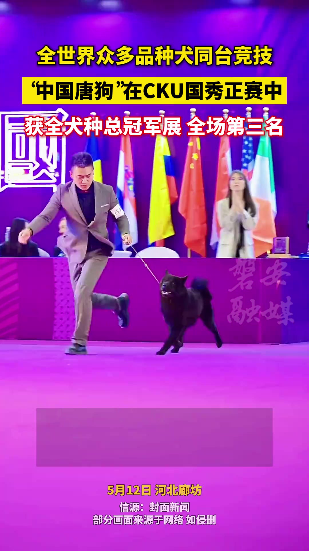 30577全世界众品种犬同台竞技,中国唐狗获CKU全犬种总冠军赛第三名