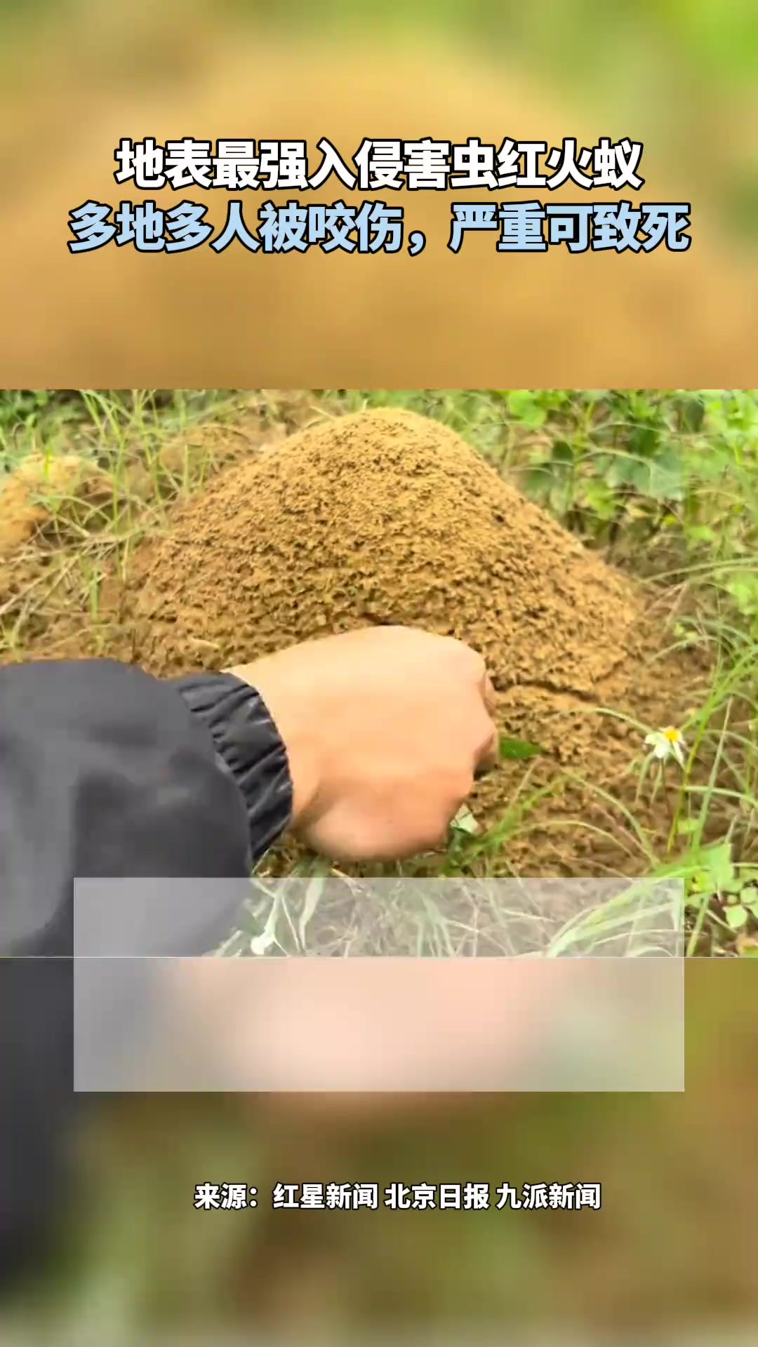 地表最强入侵害虫红火蚁多地多人被咬伤,严重可致死