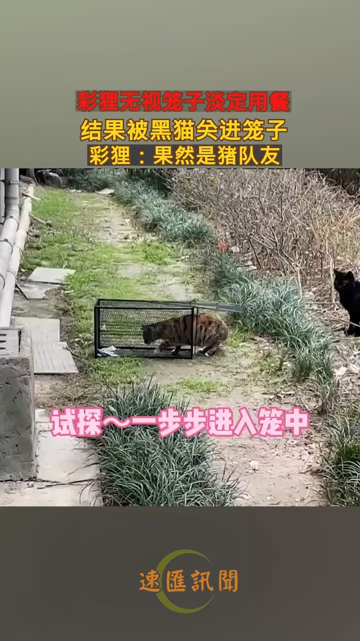 彩狸无视笼子淡定用餐,结果被黑猫关进笼子,彩狸:果然是猪队友