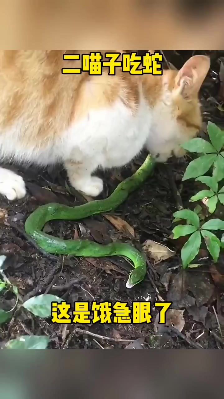 猫吃蛇这是饿急眼了