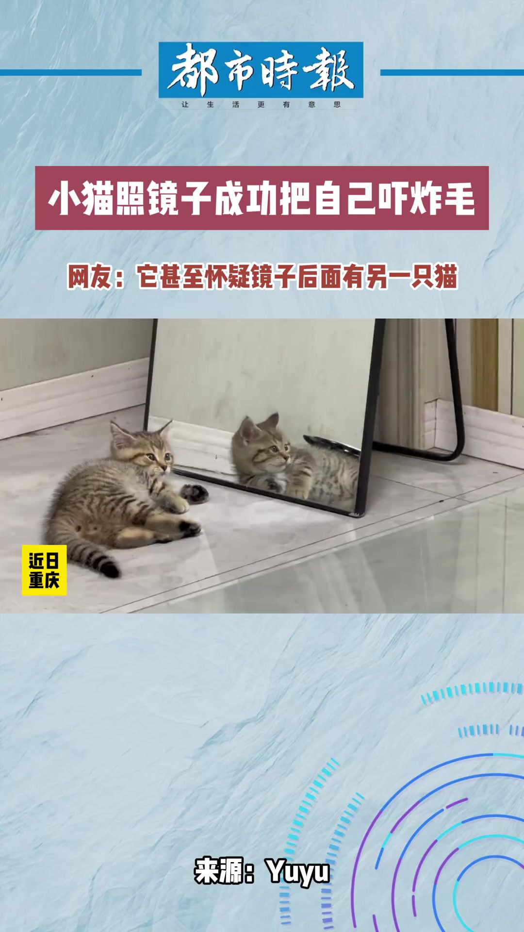 小猫照镜子成功把自己吓炸毛.网友:它甚至怀疑镜子后面有另一只猫.