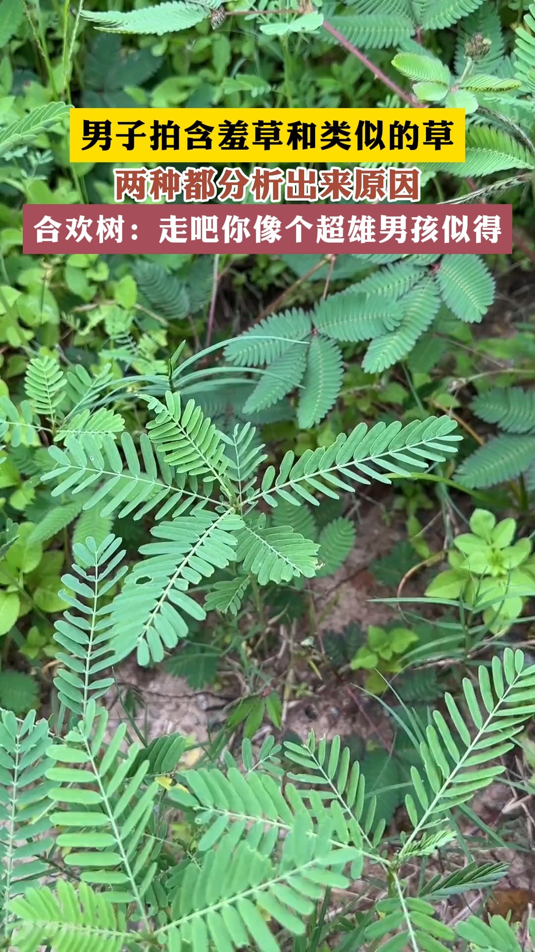 男子拍含羞草和类似的草两种都分析出来原因合欢树:走吧你像个超雄男孩似得