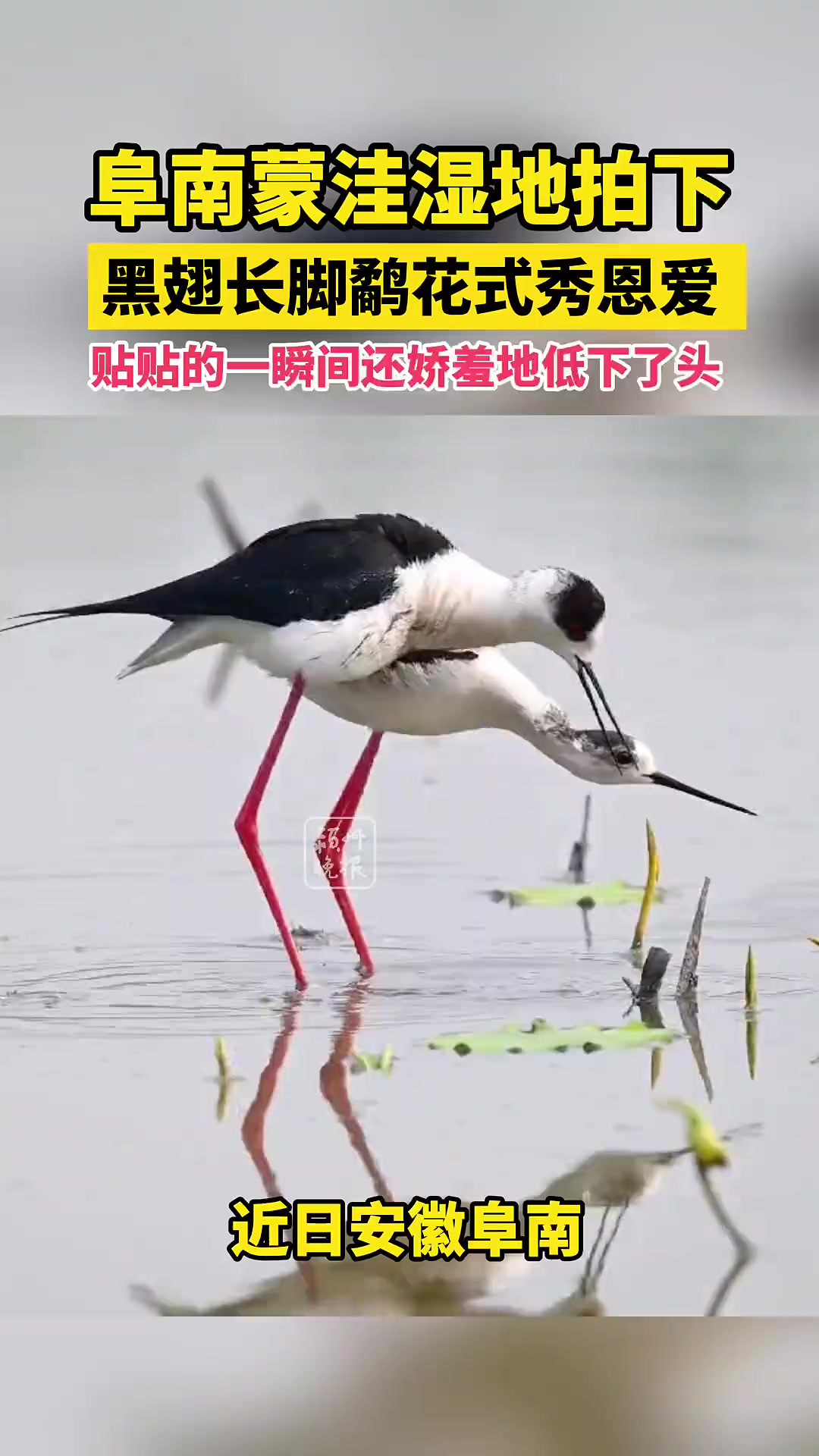 阜南蒙洼湿地拍下,看黑翅长脚鹬花式秀恩爱!