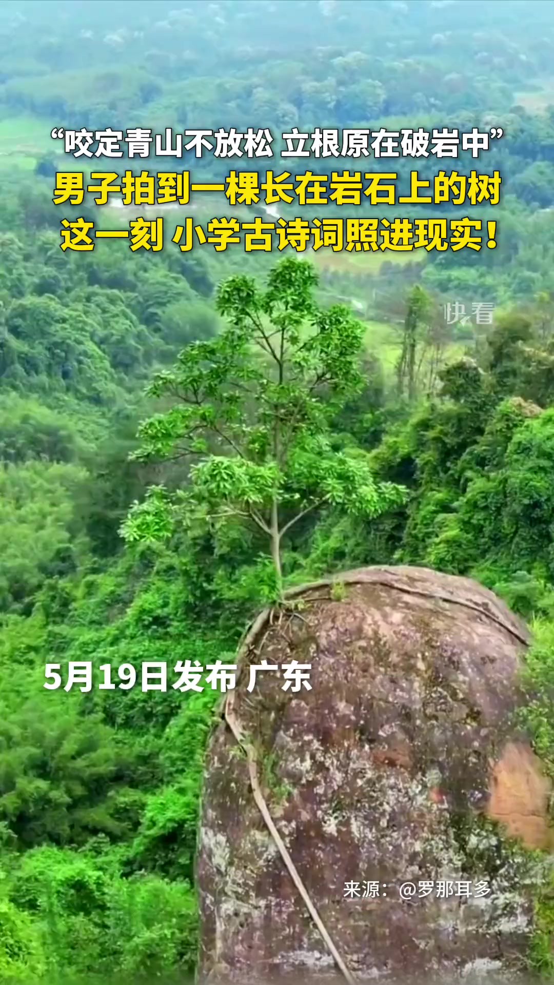 “咬定青山不放松,立根原在破岩中.”男子在野外拍到一棵长在岩石上的树,这一刻,仿佛小学古诗词照进现实!2