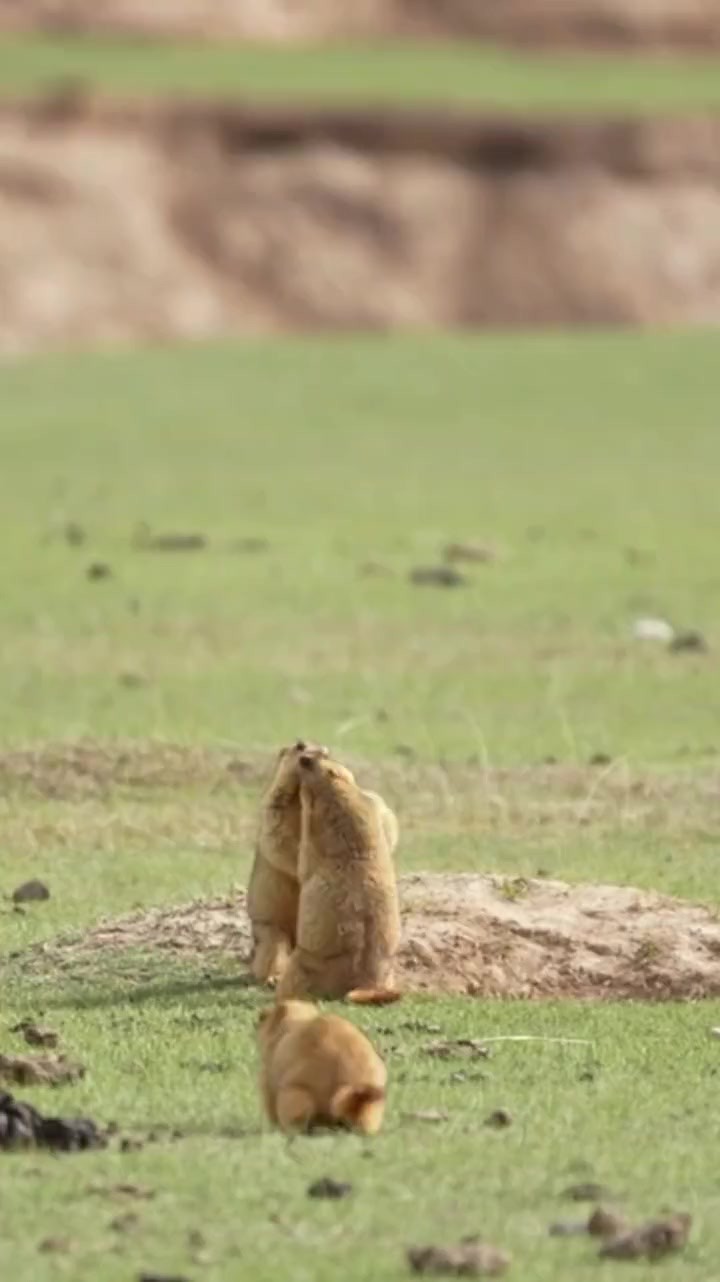 旱獭“过招” 不服就干!