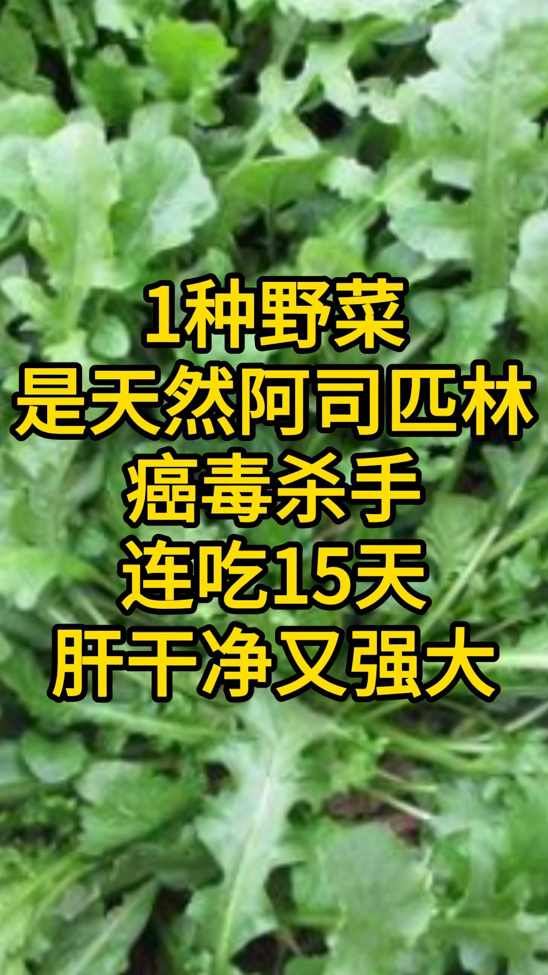 1种野菜是天然阿司匹林,癌毒杀手,连吃15天,肝干净又强大