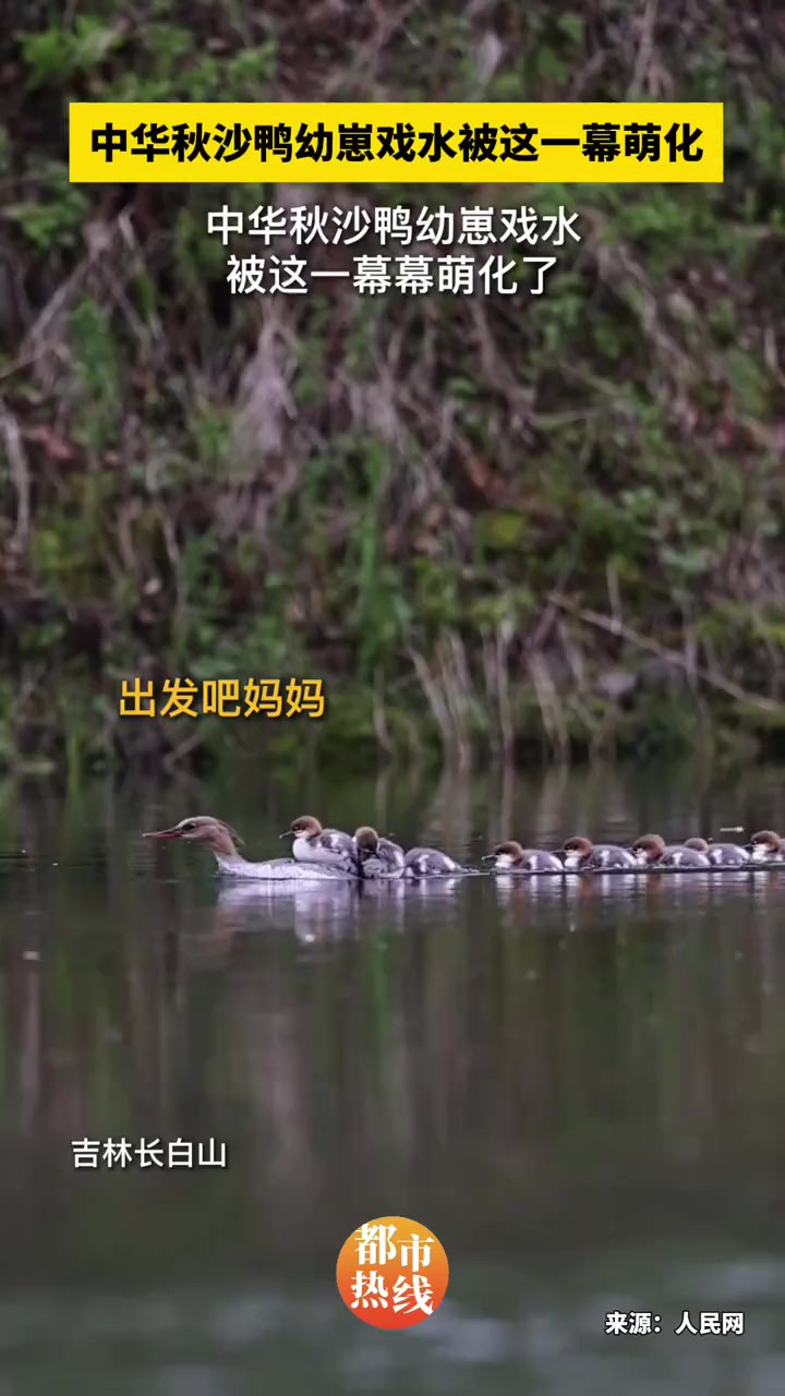 “冲鸭!”中华秋沙鸭幼崽戏水画面超可爱!被这一幕幕萌化了