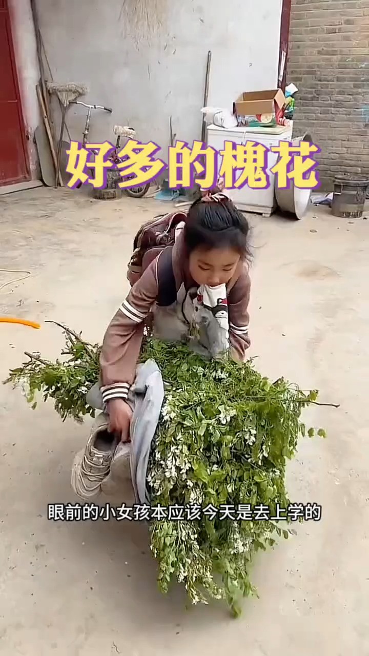 好多的槐花