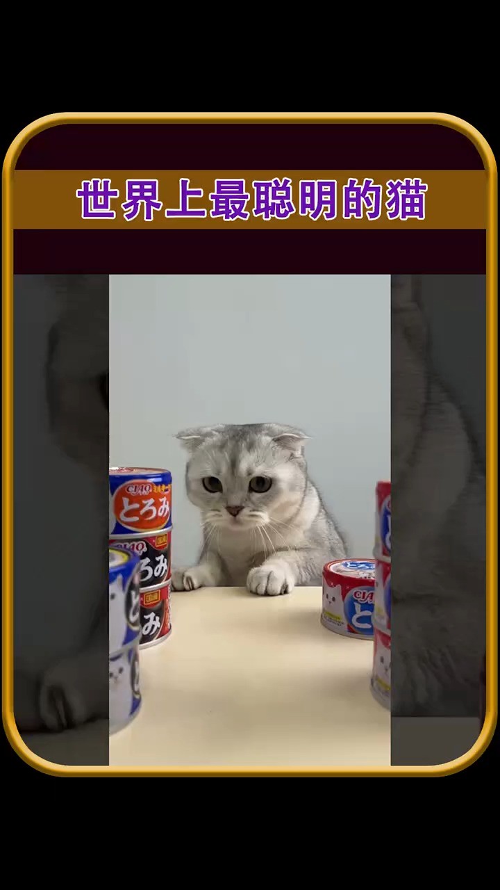 世界上最聪明的猫