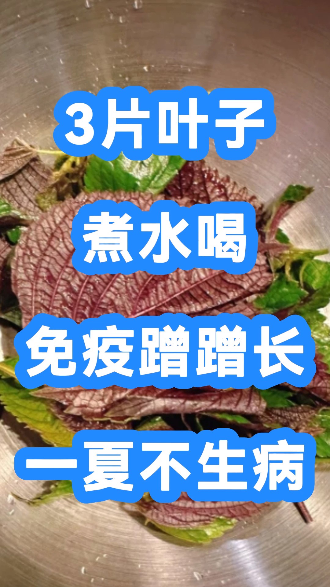 3片叶子煮水喝,免疫蹭蹭长,一夏不生病