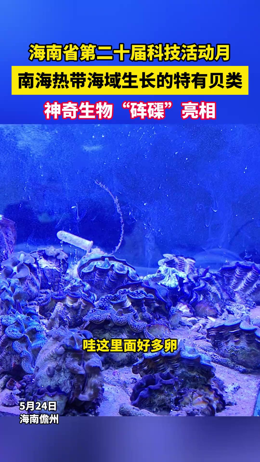 海南省第二十届科技活动月: 南海热带海域生长的特有贝类、神奇生物“砗磲”亮相