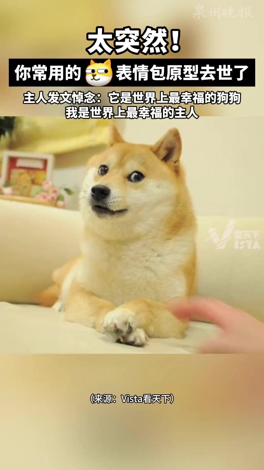 网络著名表情包“Doge”原型,18岁的柴犬Kabosu去世,其主人发文:“它在我的抚摸下轻轻地离世了,就像睡着了一样.