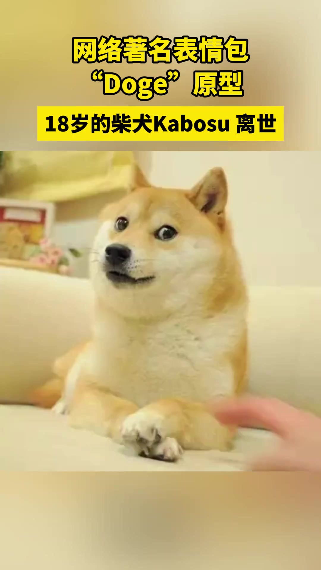 网络著名表情包“Doge”原型,18岁的柴犬Kabosu离世