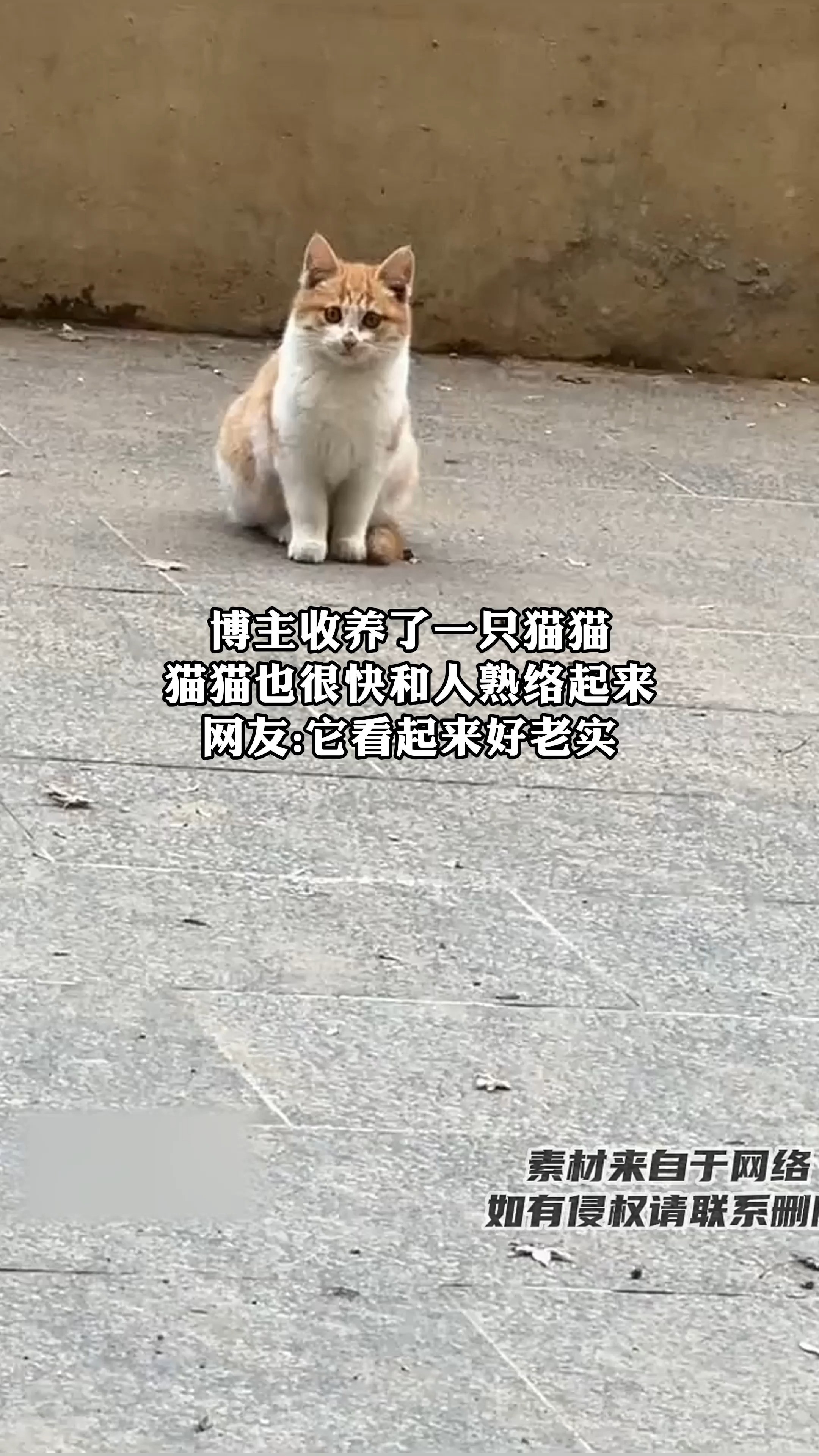 博主收养了一只猫猫猫猫也很快和人熟络起来网友它看起来好老实