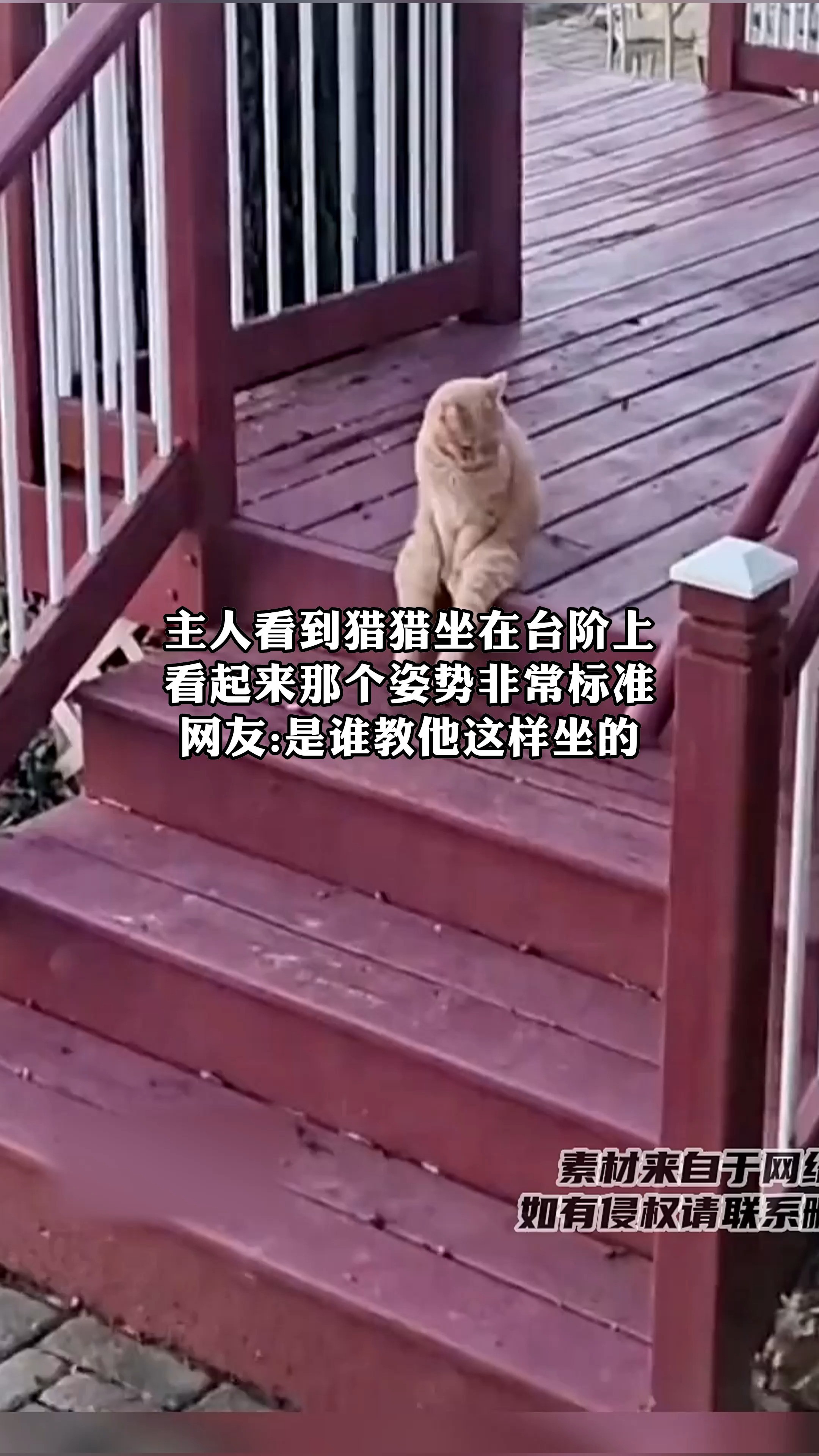 主人看到猎猎坐在台阶上看起来那个姿势非常标准网友是谁教他这样坐的