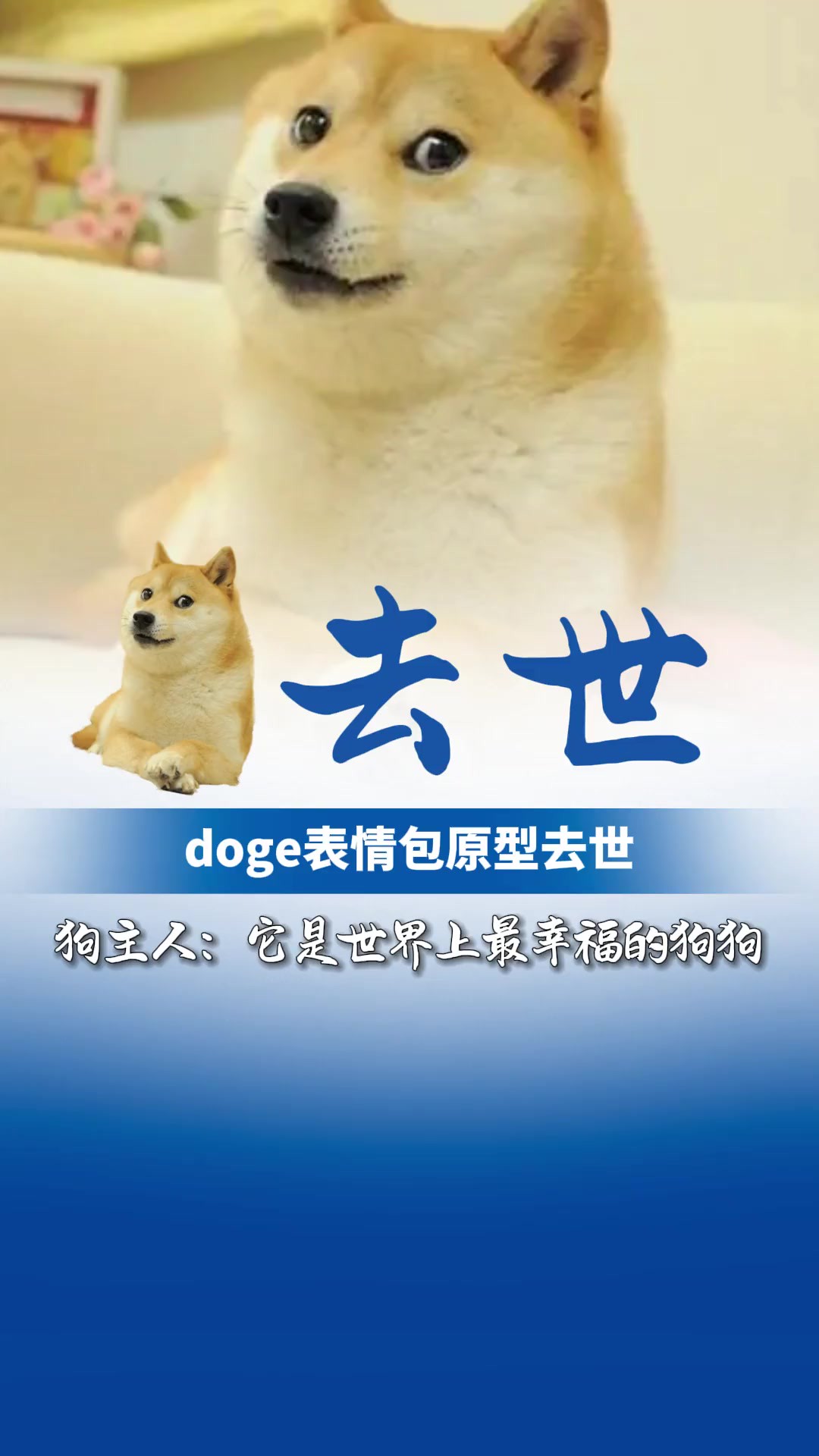 doge表情包原型狗狗去世.