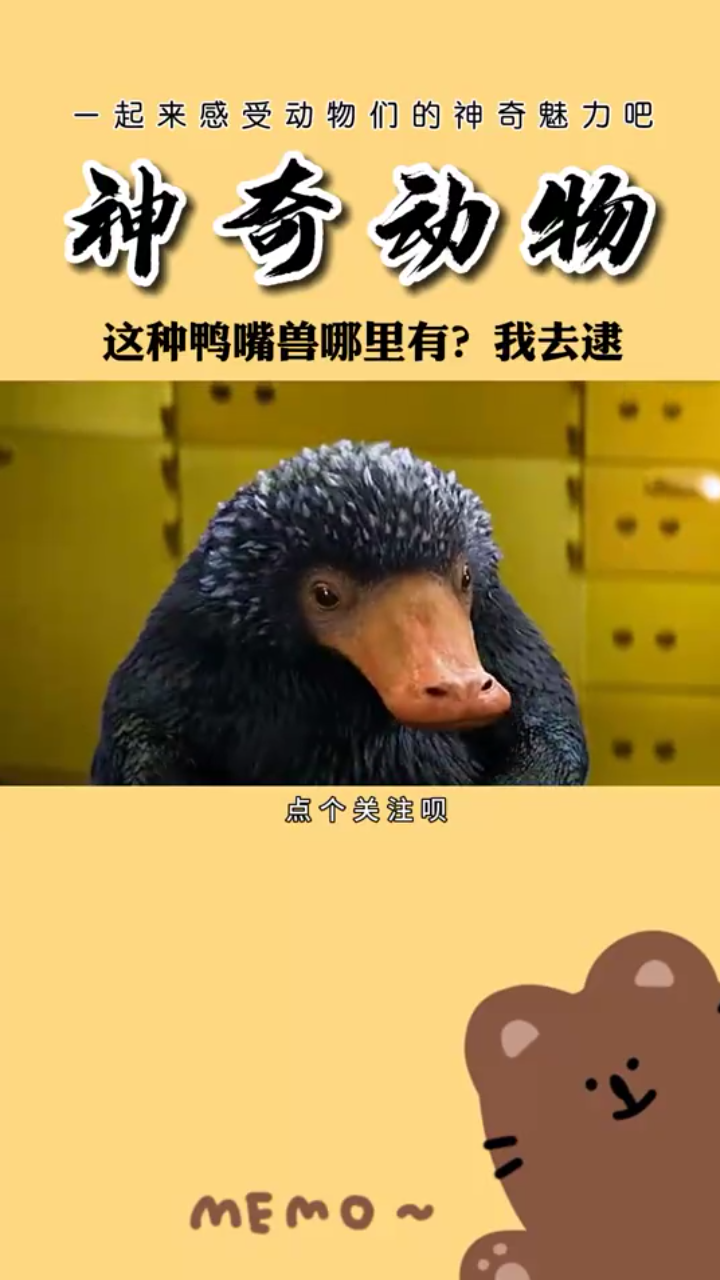 鸭嘴兽哪里有