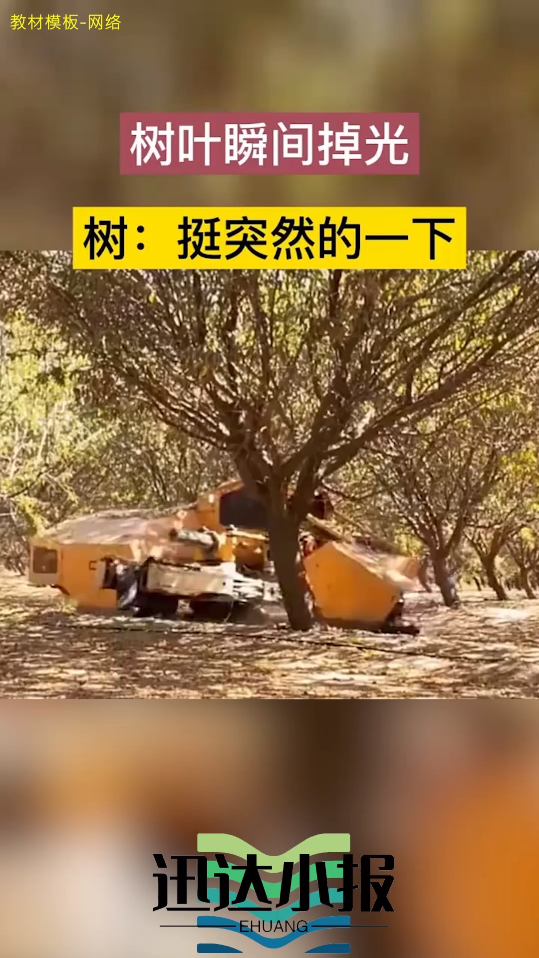 树叶瞬间掉光树:挺突然的一下