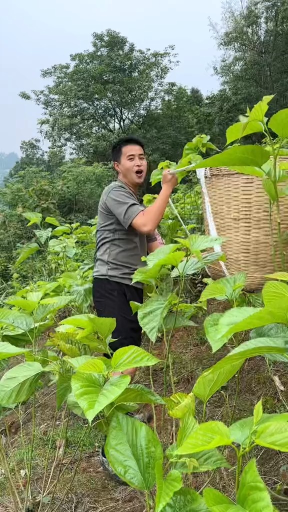 蚕宝宝短短的一生像及了我们一辈子的忙忙碌碌,出生,吃桑叶,吐丝结茧#百万视友赐神评