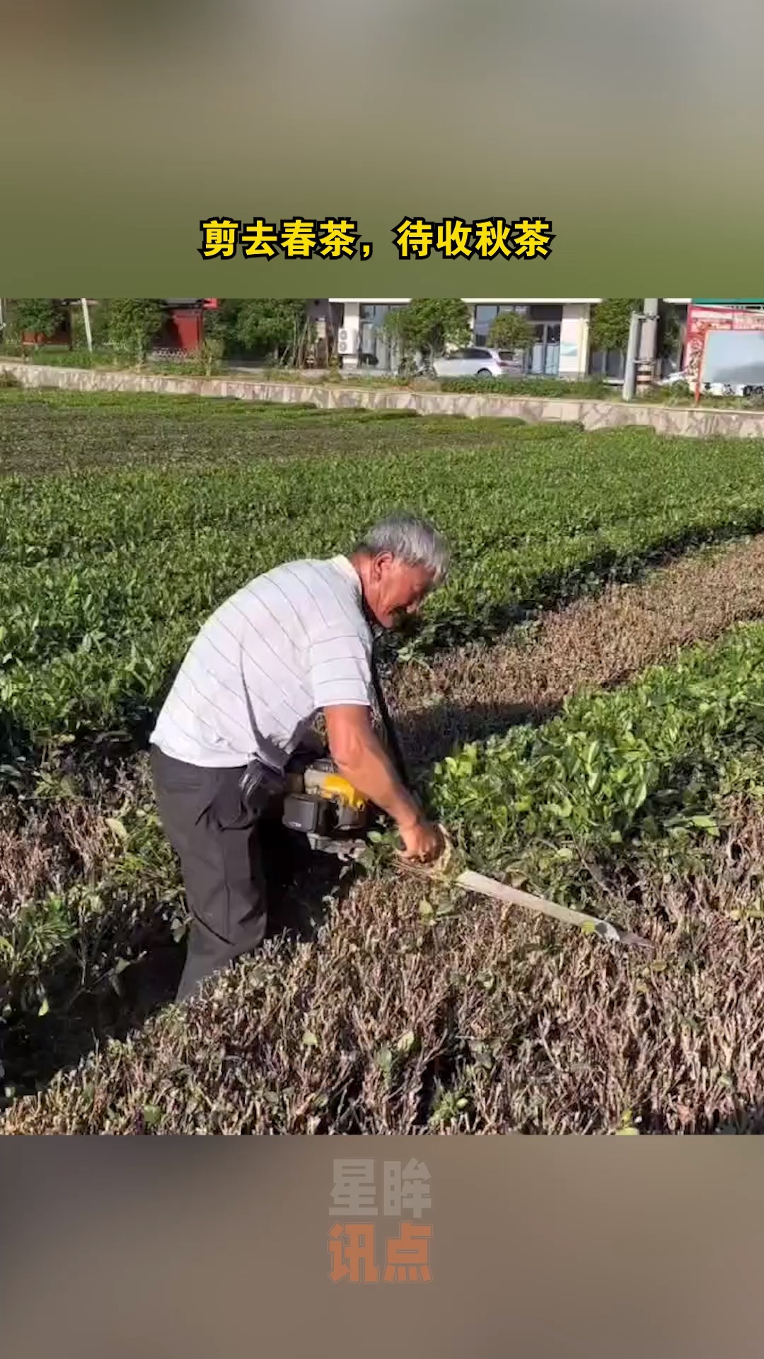 剪去春茶,待收秋茶