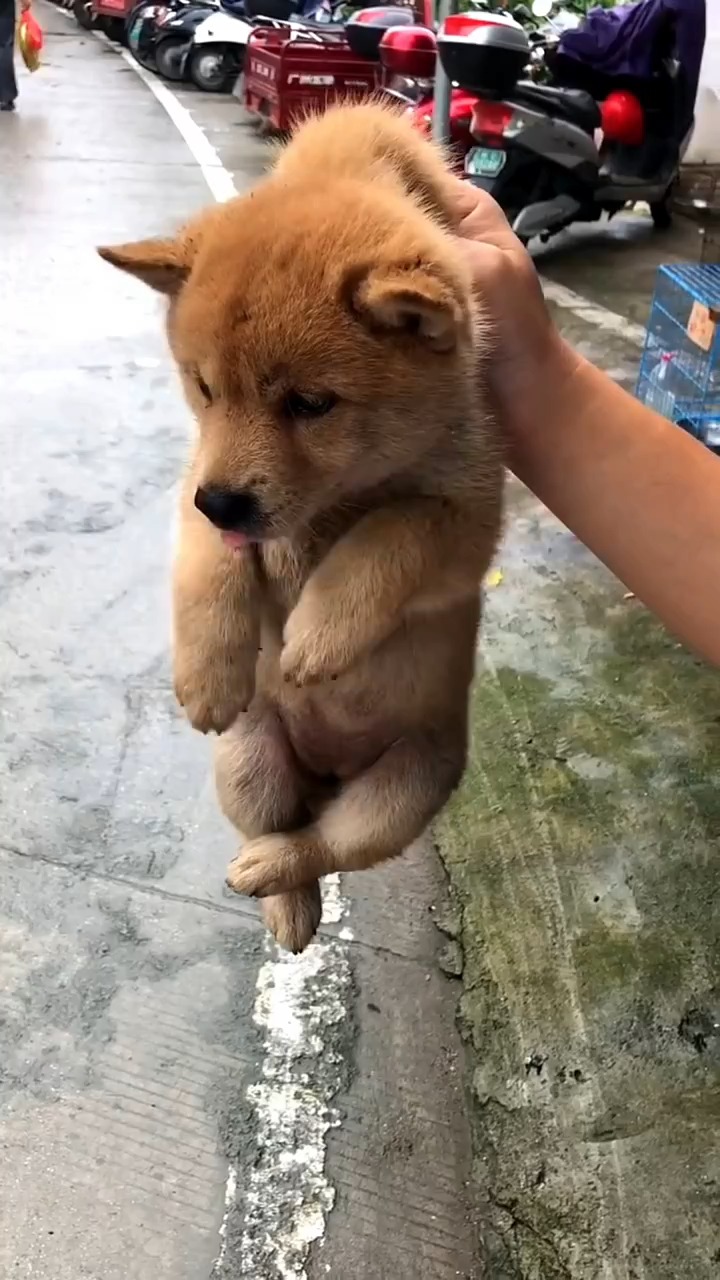 一起来看看那些呆萌的田园犬吧 