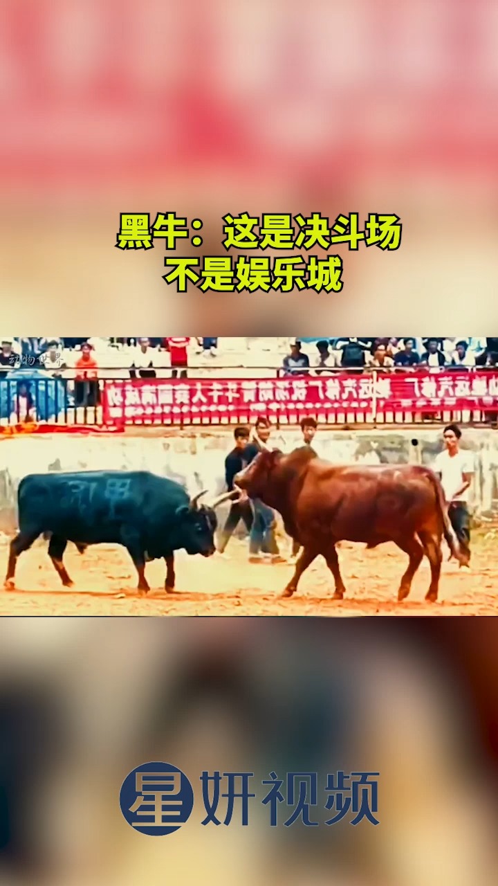 黑牛:这是决斗场,不是娱乐城