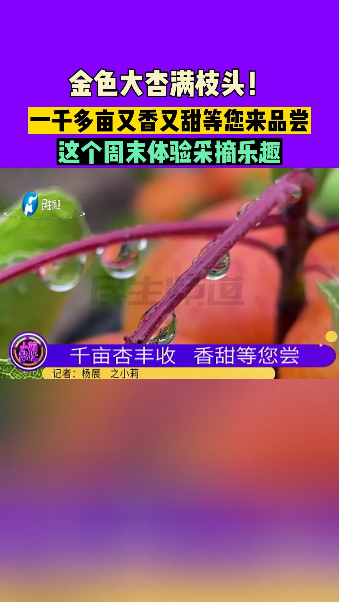 河南登封,金色大杏满枝头!一千多亩又香又甜等您来品尝,这个周末体验采摘乐趣