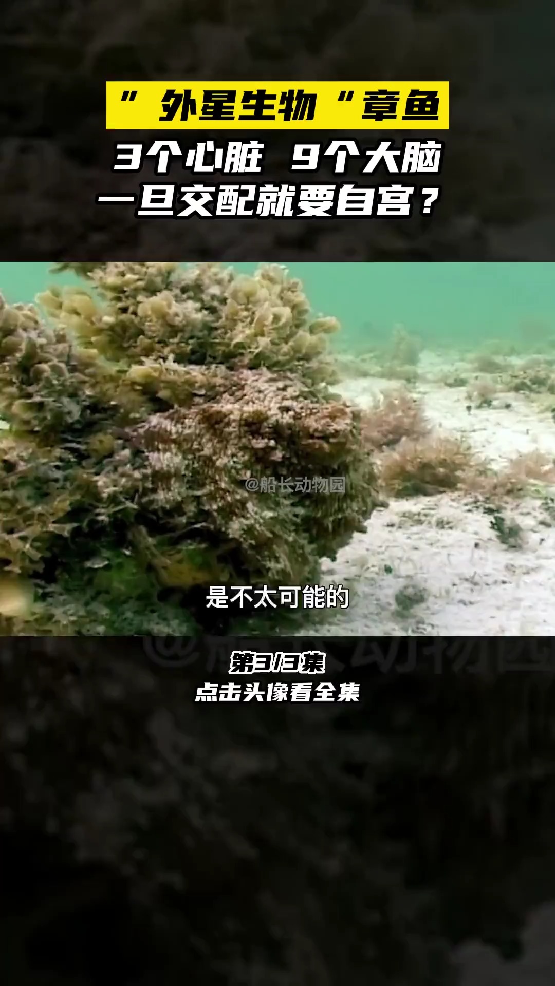 ”外星生物“章鱼,3个心脏9个大脑,一旦交配就要自宫?#章鱼#海洋生物