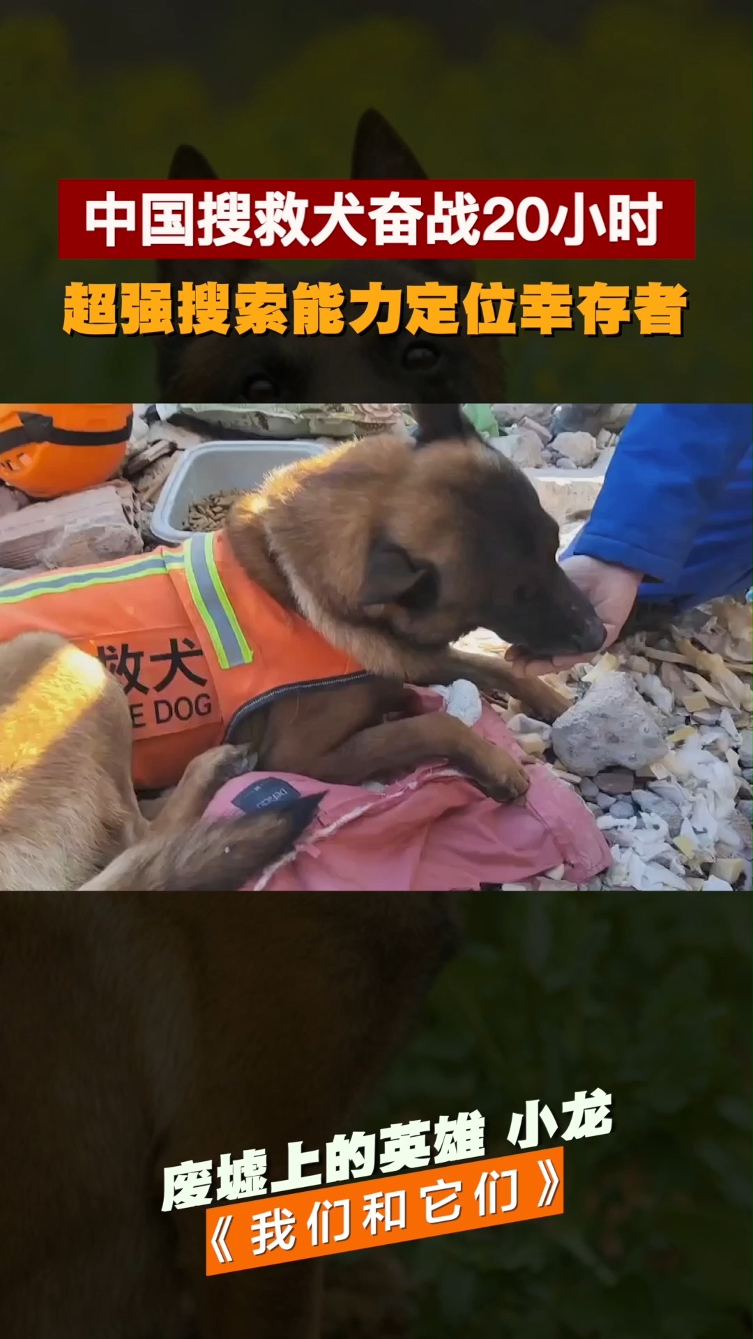 中国搜救犬奋战20小时,超强搜索能力定位幸存者