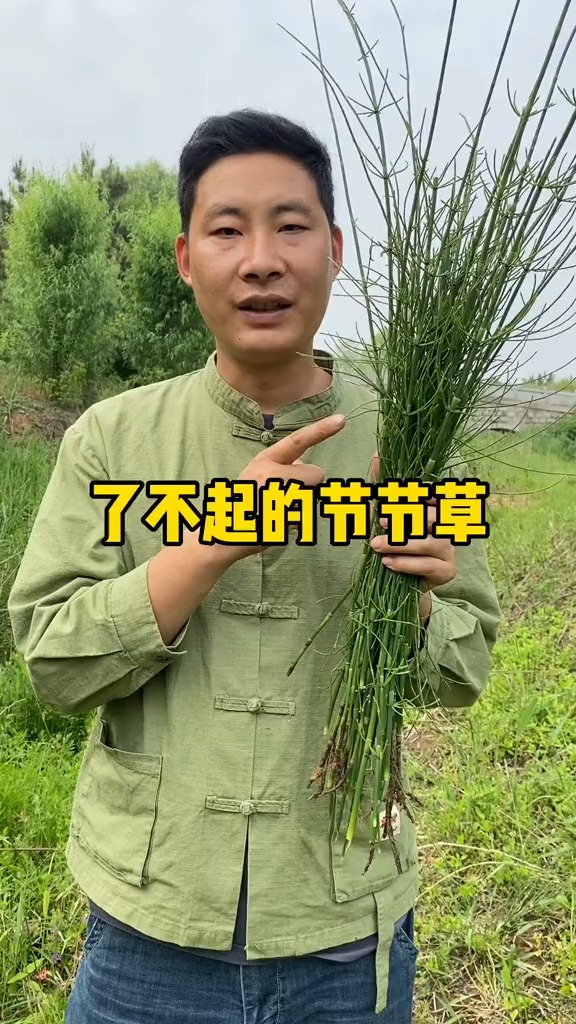 节节草作为我国民间常用本草,以有上千年的历史,有着极高的应用价值.这种草你的家乡还有吗? #神评即是标题 #百万视友赐神评 