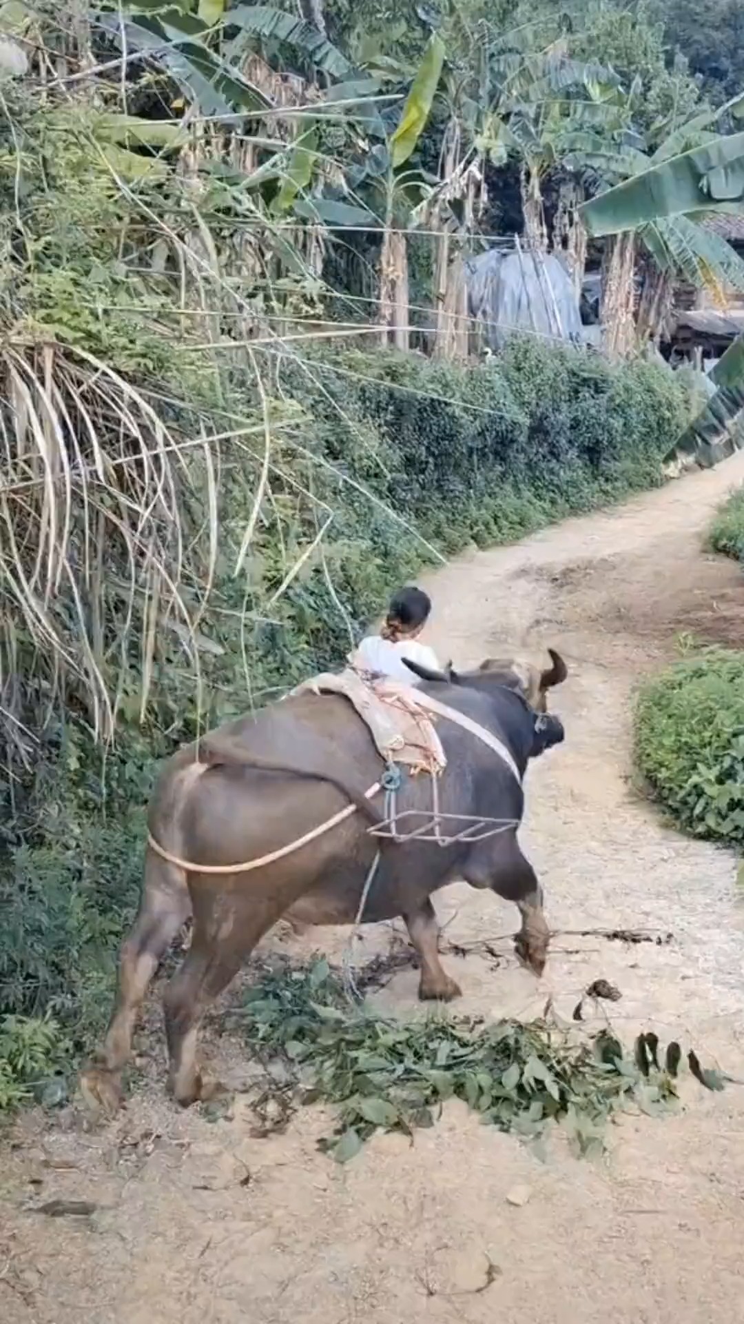 贵州女孩放牛养家,一人扛起全家生活的重任,与牛共舞的视频火遍全网 #养牛 #放牛 #与牛共舞