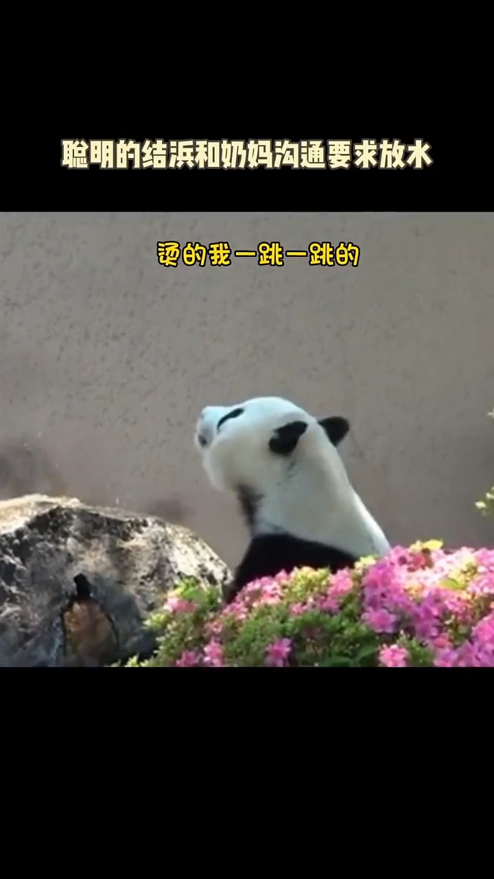 天气太热了,于是结浜来到出水口,和奶妈沟通让开水闸消消暑,#熊猫的可爱视频 