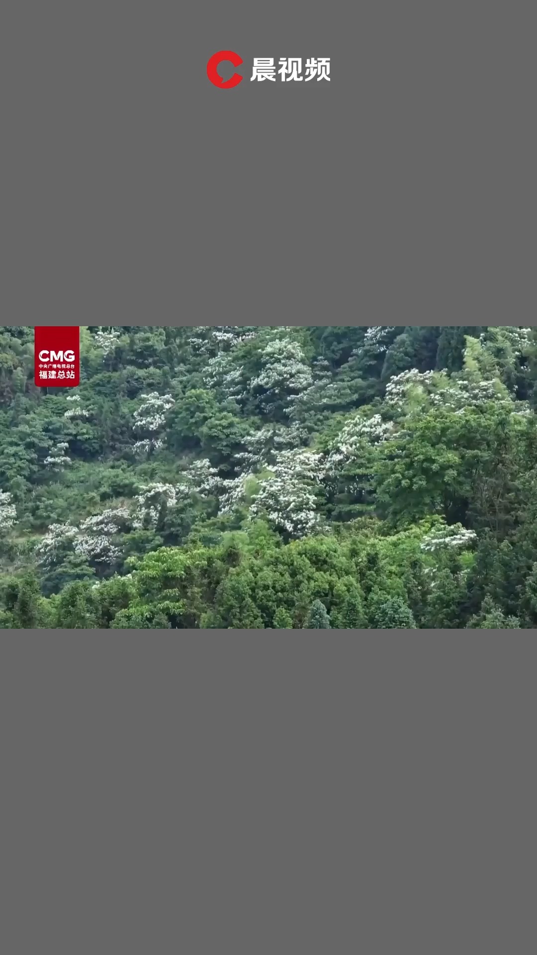 盛放的油桐花纷飞似雪