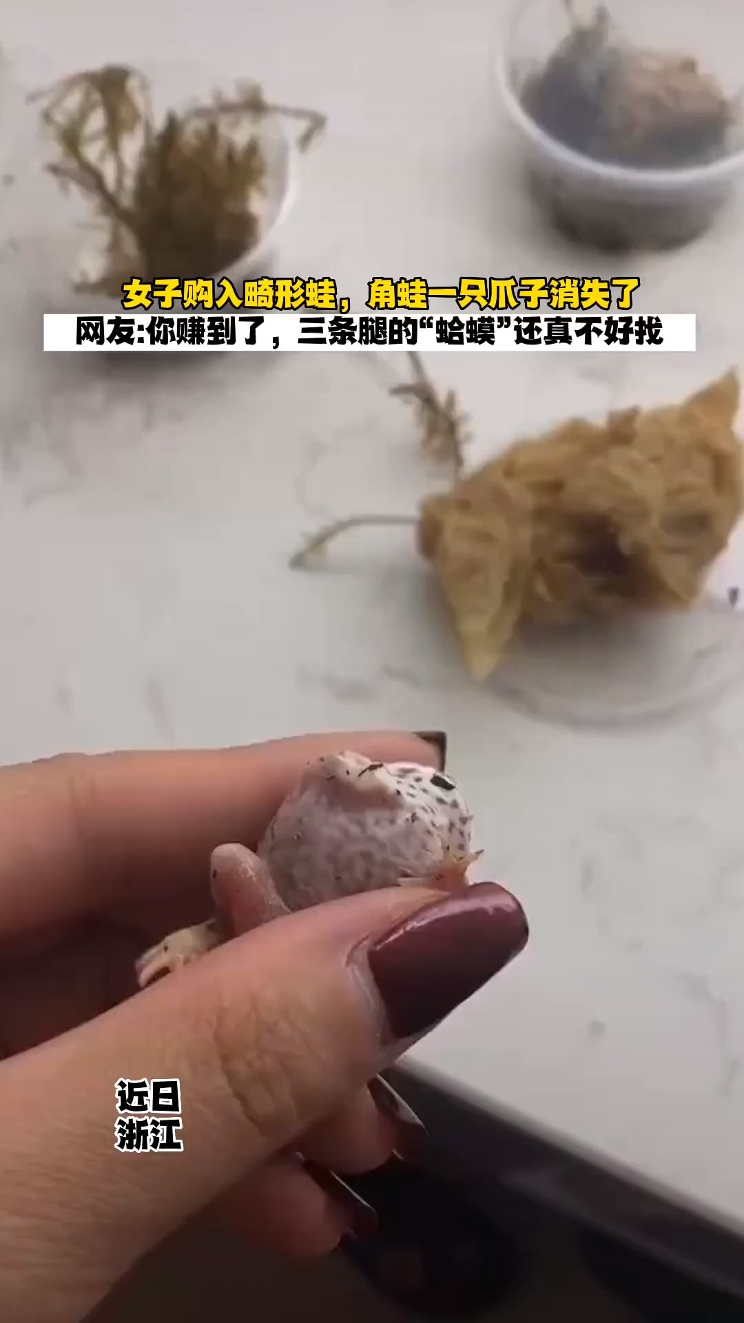 女子购入畸形蛙,角蛙一只爪子消失了.网友:你赚到了,三条腿的“蛤蟆”还真不好找 