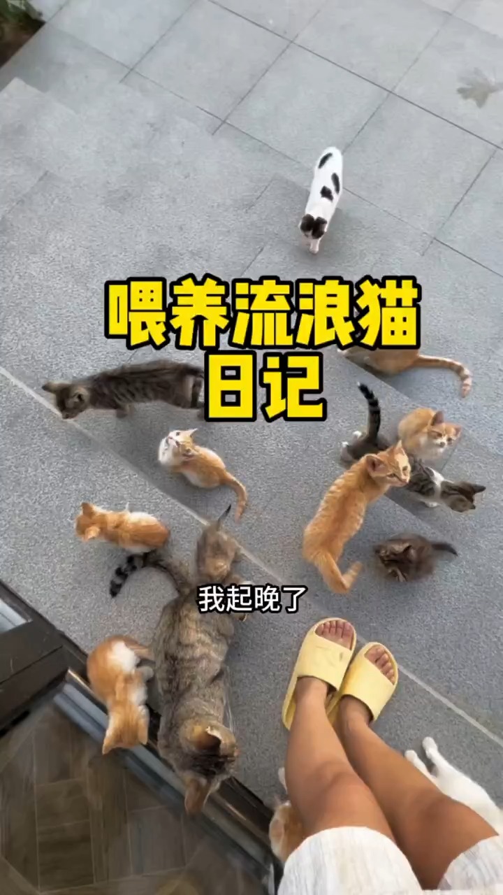 我和流浪猫的故事 