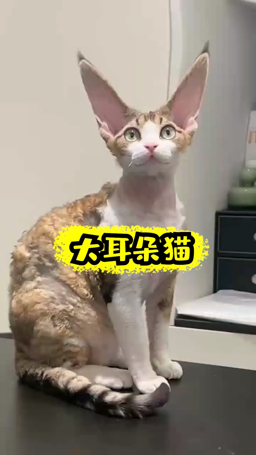 这大耳朵猫,看着像外星猫##宠物 