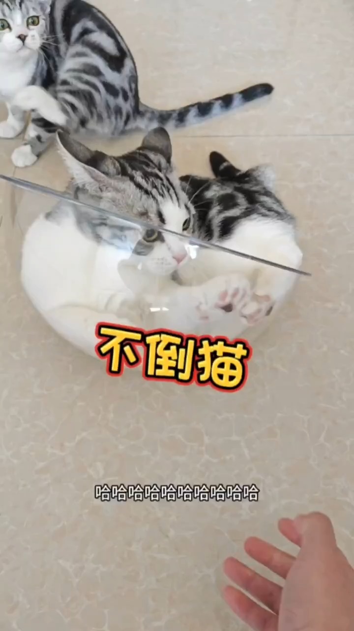 不倒翁的升级款→不倒猫