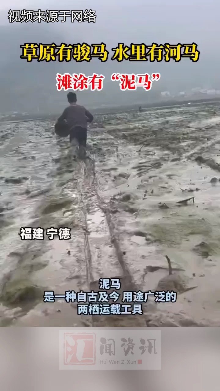 草原有骏马水里有河马 滩涂有“泥马”