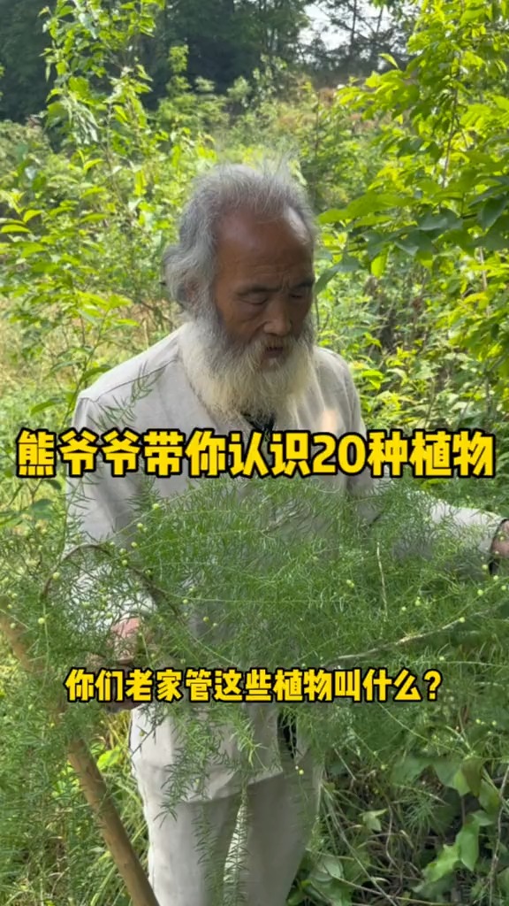 这20种植物能勾起你对童年的美好回忆吗?你们家乡有这些小草吗?你认识哪些呢? #神评即是标题 #百万视友赐神评 