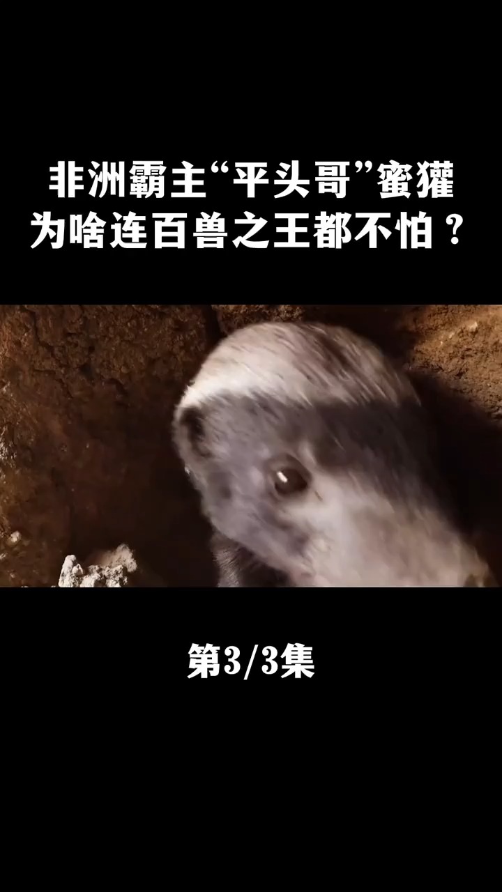  最无畏的动物:非洲霸主“平头哥”蜜獾,为啥连百兽之王都不怕?