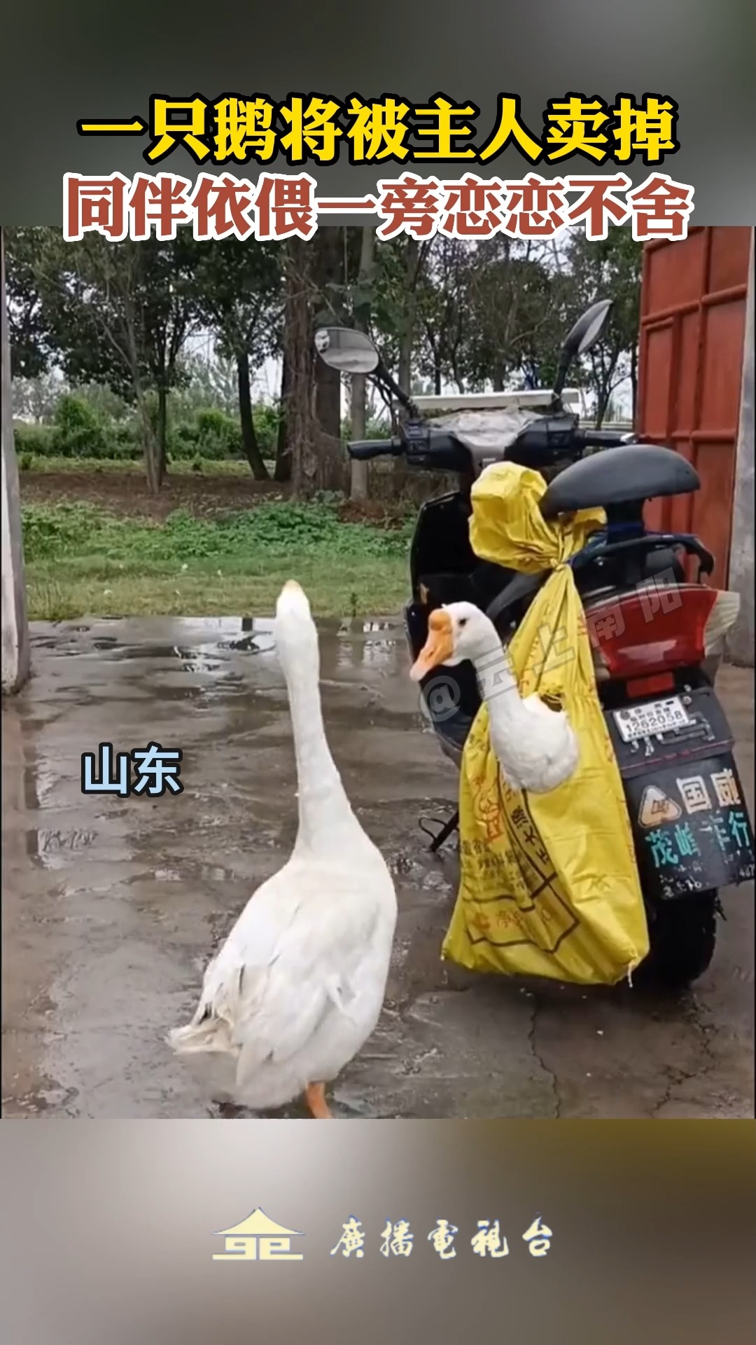 一只鹅将被主人卖掉,同伴依偎一旁恋恋不舍