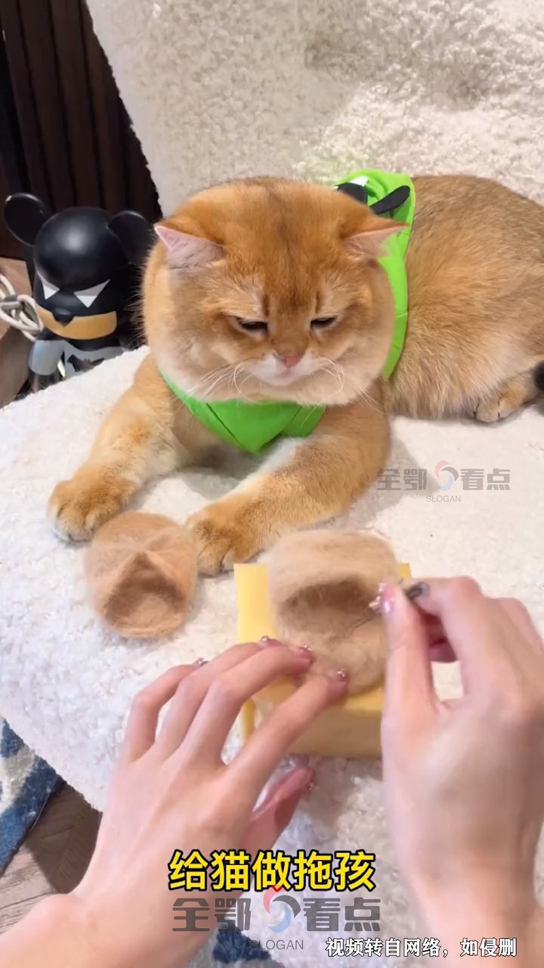 取之于猫,用之于猫