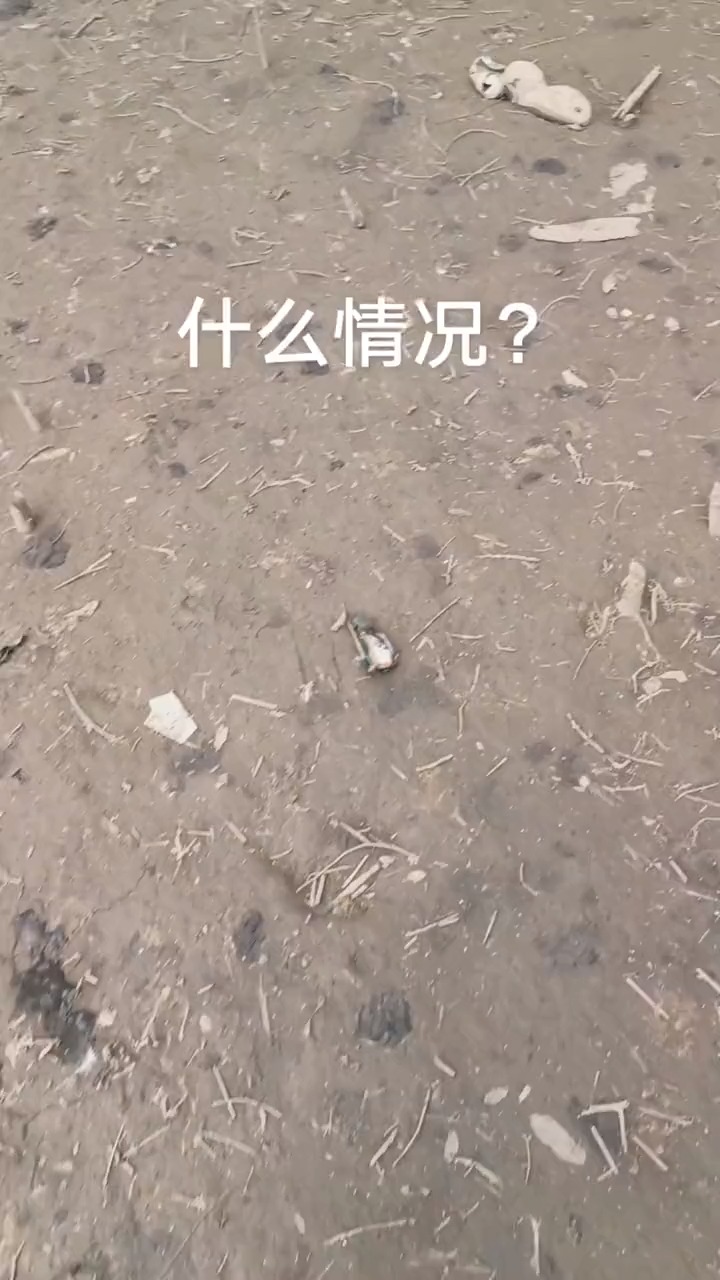 什么情况?