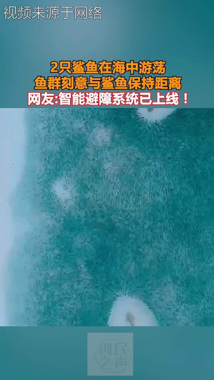 2只鲨鱼在海中游荡 鱼群刻意与鲨鱼保持距离 网友:智能避障系统已上线 !