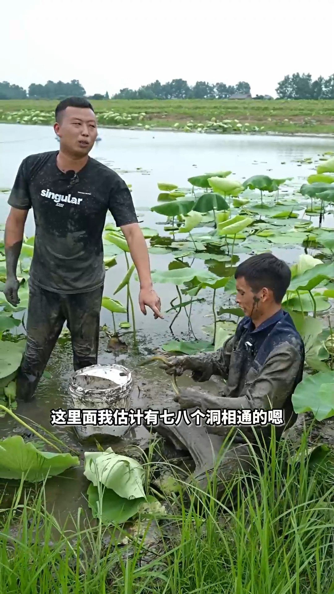 花1000跟大娃包下个龙虾塘挖鳝鱼,有的鳝鱼和胳膊一样粗,到底能上多少货?第九集